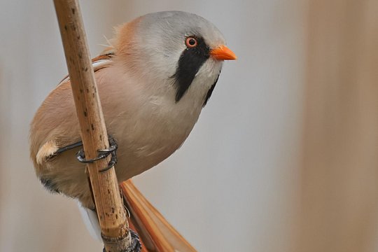 Tour image 11